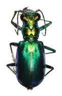 Image de Cicindela (Cicindela) pimeriana Le Conte 1867