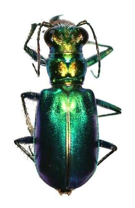 Image de Cicindela (Cicindela) pimeriana Le Conte 1867