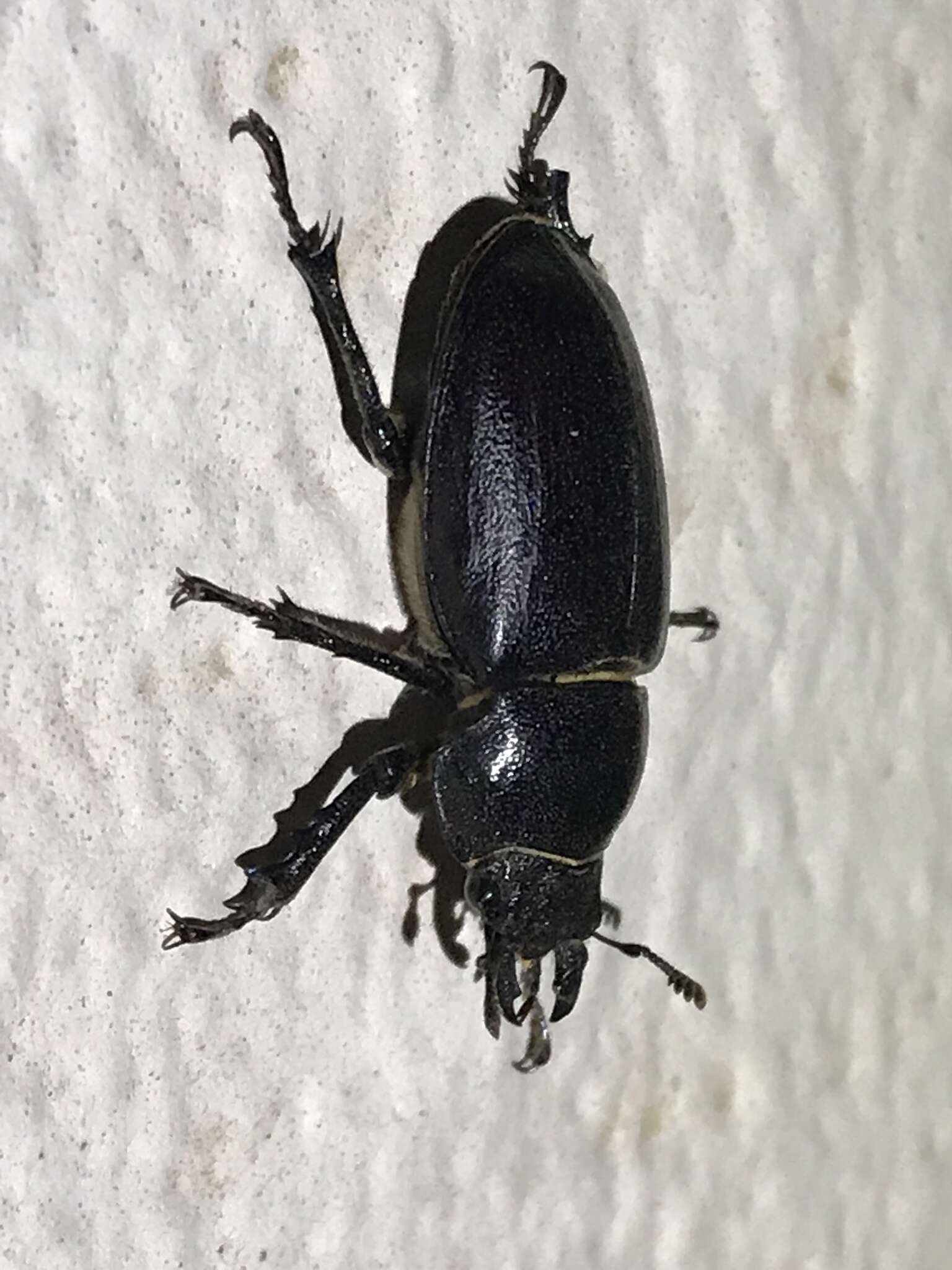 Image of Cottonwood Stag Beetle