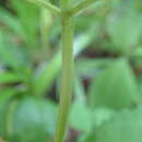 Image de Scutellaria brachyspica Nakai & H. Hara