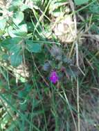 Image of Clinopodium alpinum subsp. alpinum