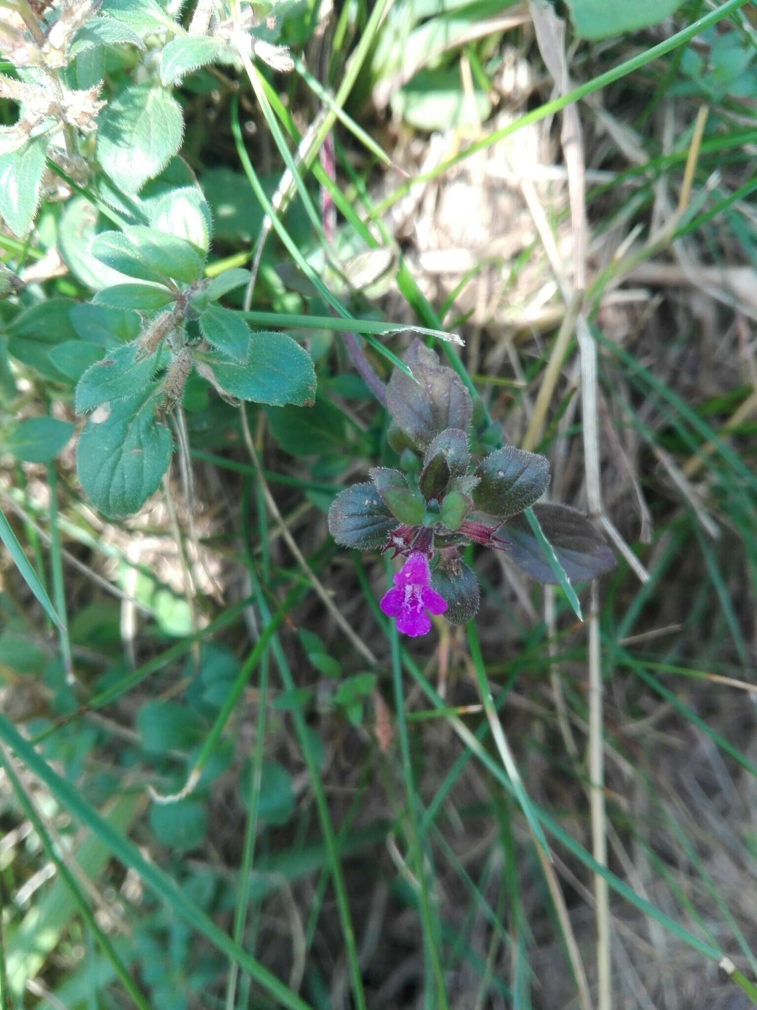 Image of Clinopodium alpinum subsp. alpinum