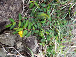 Image of Chamaecrista garambiensis (Hosok.) H. Ohashi, Tateishi & T. Nemoto