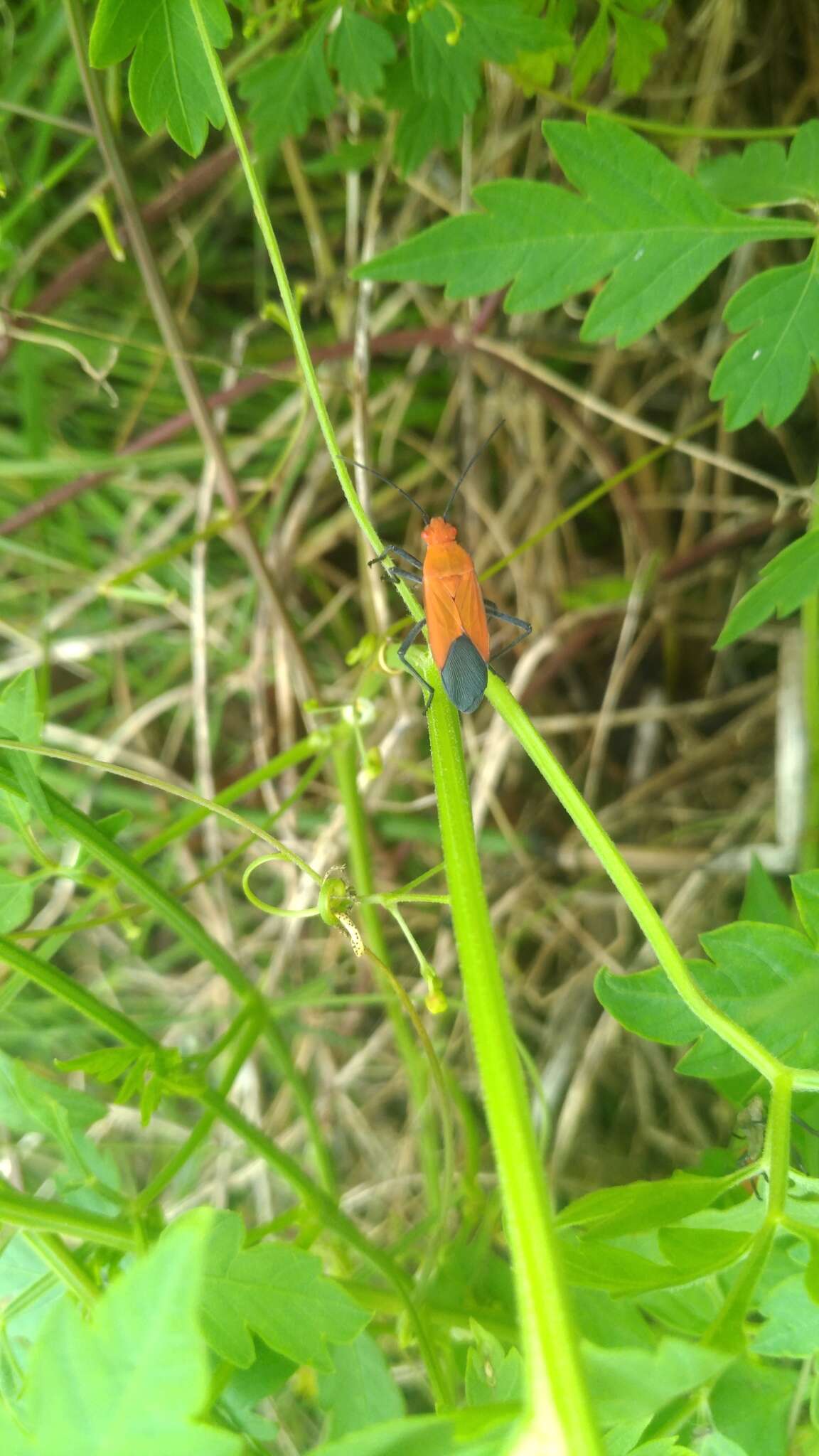 Leptocoris augur (Fabricius 1781) resmi