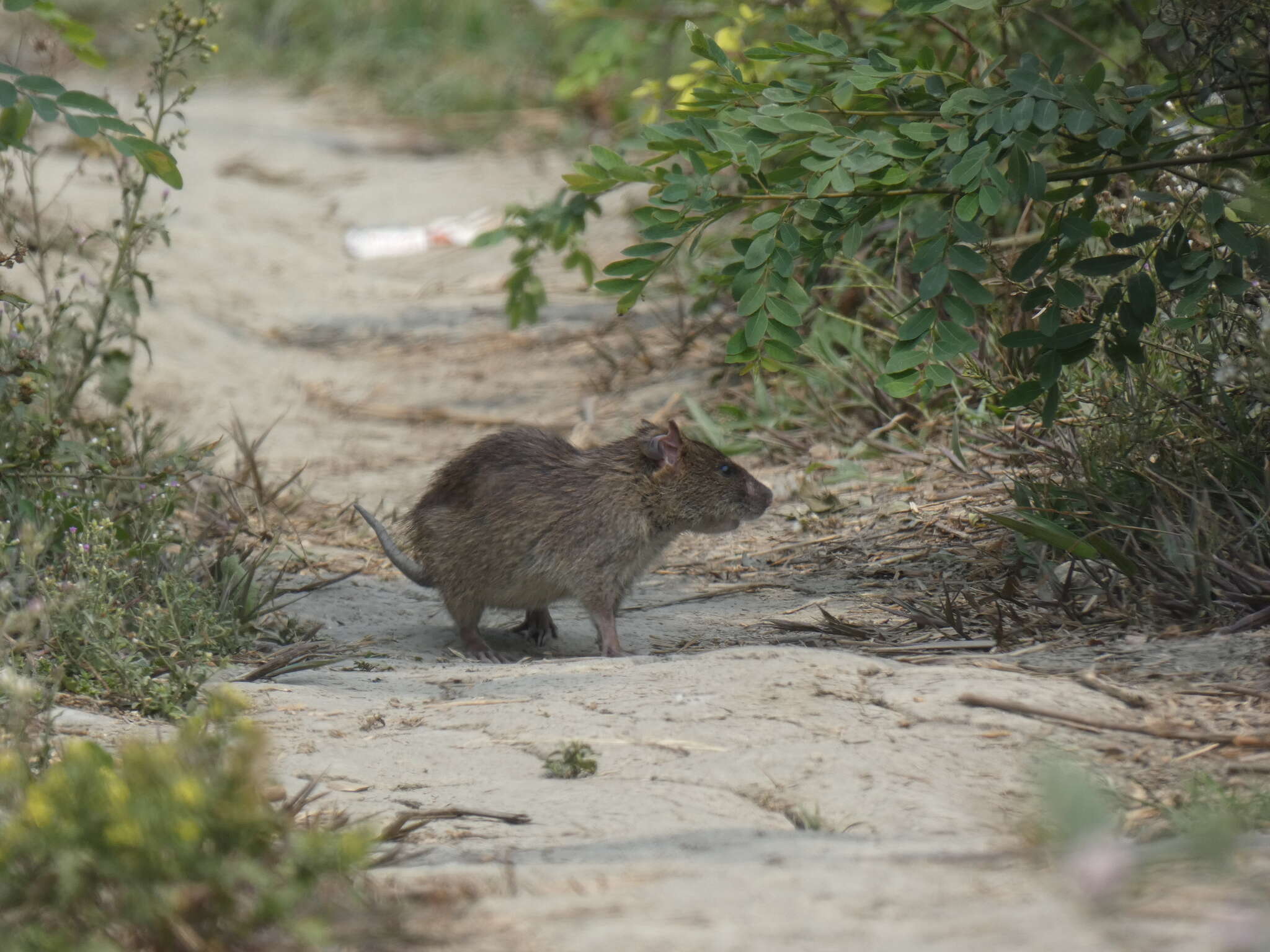 Image of Indian Mole-rat