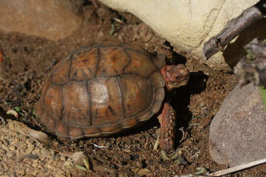 Слика од Psammobates tentorius verroxii (Smith 1839)