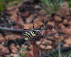 Image of Argiope australis (Walckenaer 1805)