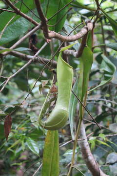 Слика од Nepenthes distillatoria L.