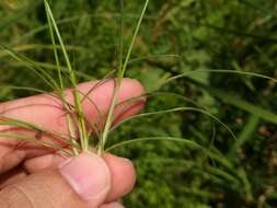 Imagem de Fimbristylis bisumbellata (Forssk.) Bubani