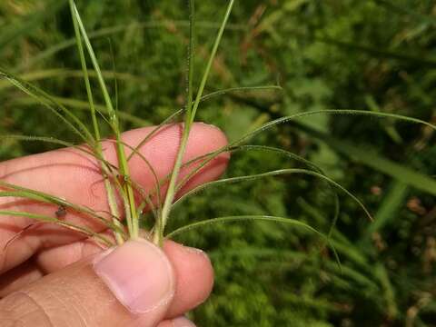 Fimbristylis bisumbellata (Forssk.) Bubani的圖片