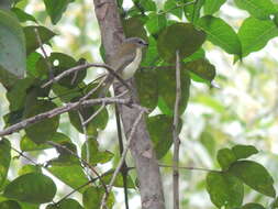 Слика од Pachycephala simplex Gould 1843