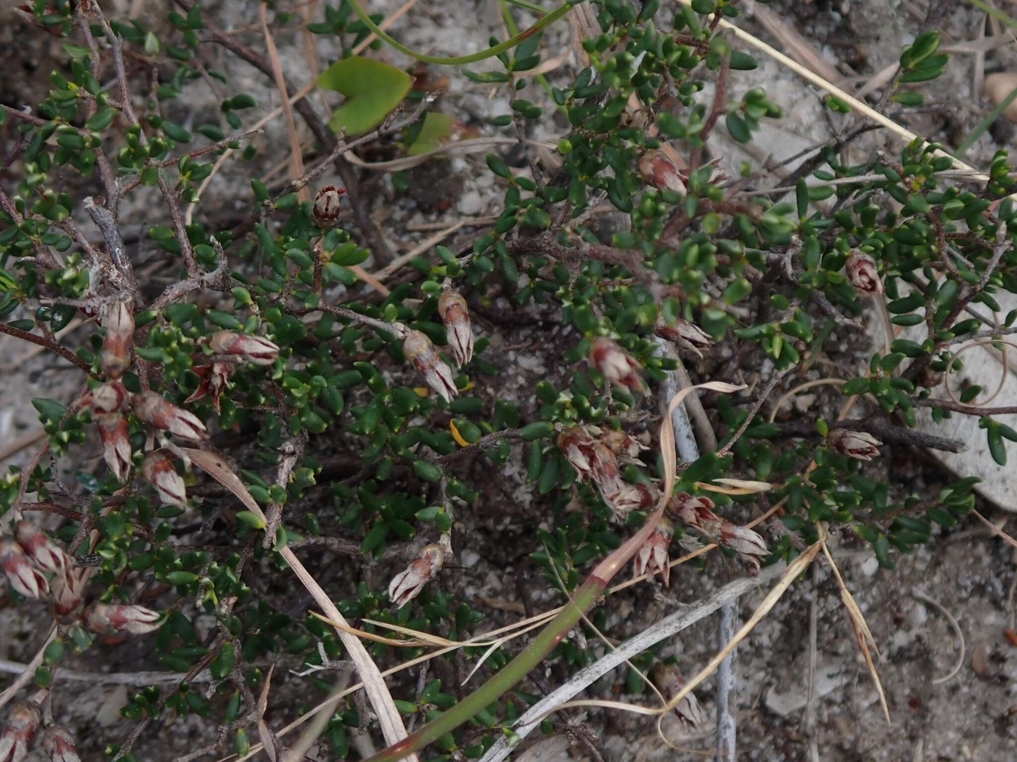 Image of Cryptandra propinqua A. Cunn. ex Fenzl