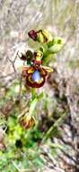 Image of Ophrys speculum subsp. speculum