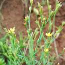 Imagem de Hypericum silenoides Juss.