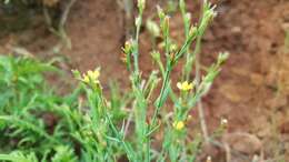 Image of Hypericum silenoides Juss.