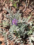 Image of Astragalus prorifer