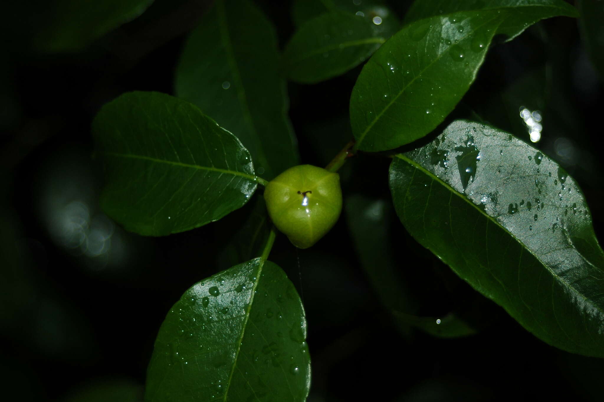 Image de Pois sauteurs