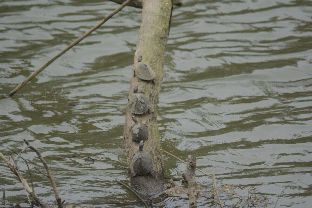 Image of Assam Roofed Turtle