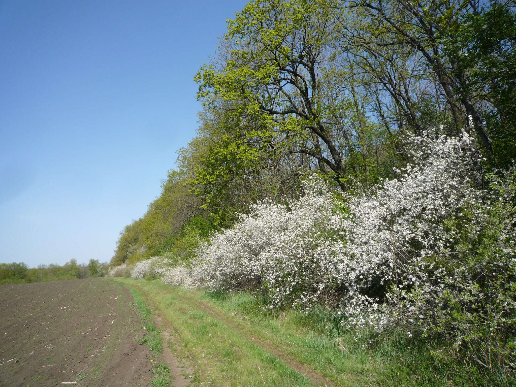 Image of Prunus spinosa subsp. dasyphylla (Schur) Domin