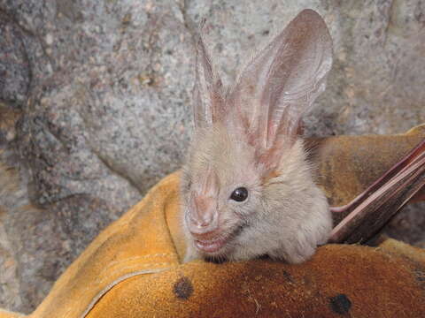 Image of Heart-nosed bat