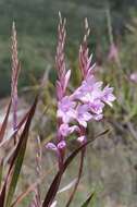 Image of Watsonia knysnana L. Bolus