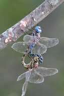 Image of Blue-eyed Darner