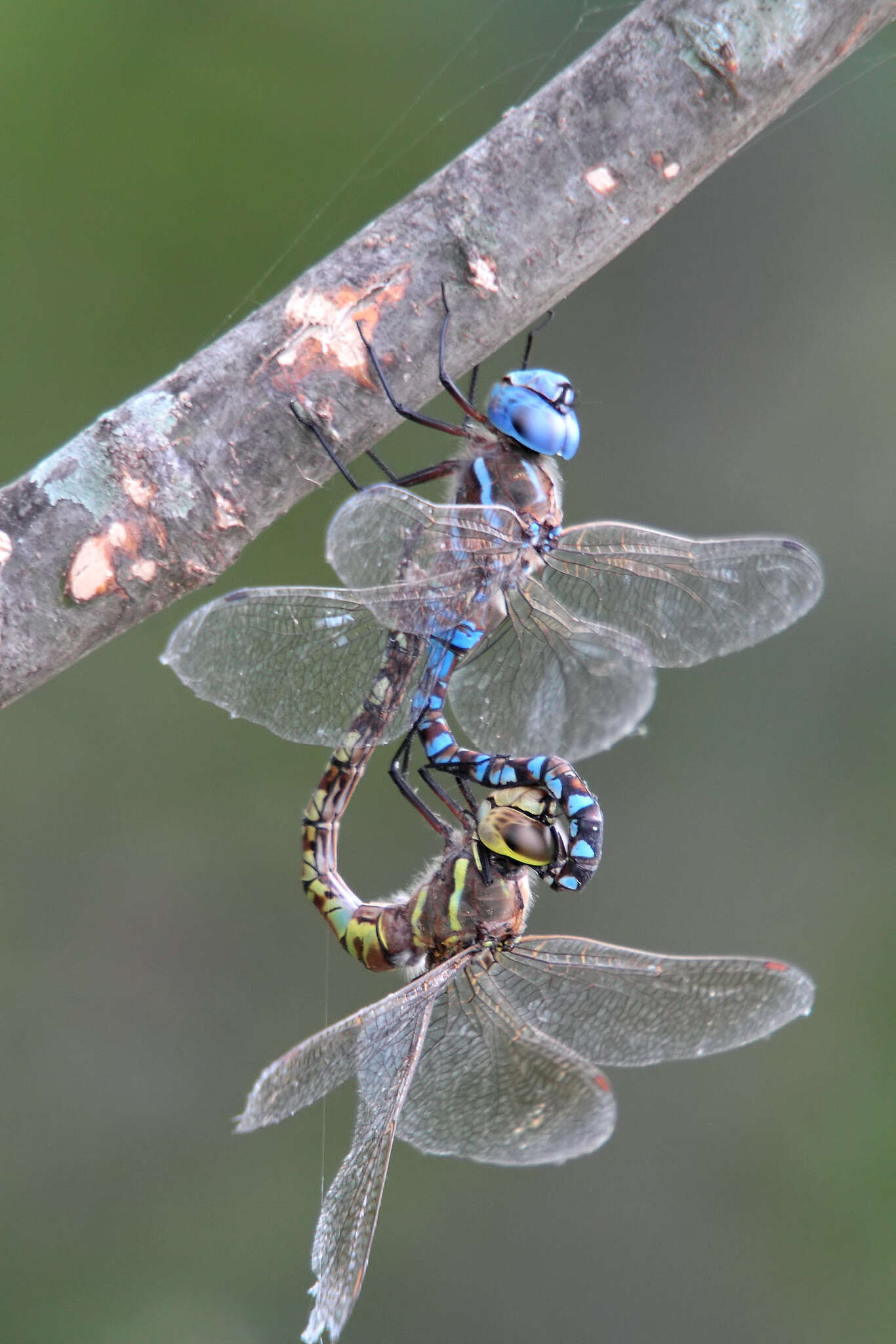 Image of Blue-eyed Darner