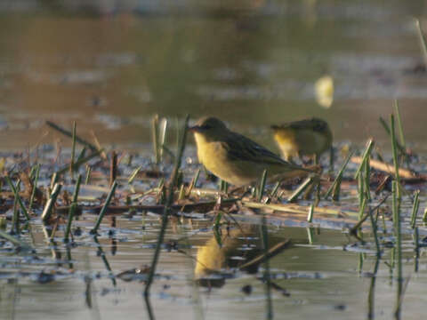 Image of Katanga Masked Weaver