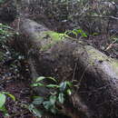 Imagem de Lycoperdon purpurascens Berk. & M. A. Curtis 1860