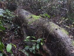 Imagem de Lycoperdon purpurascens Berk. & M. A. Curtis 1860