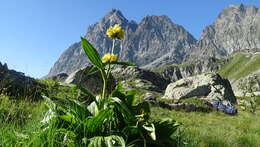 Imagem de Gentiana burseri subsp. villarsii (Griseb.) Rouy