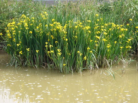 Image of yellow flag, yellow iris