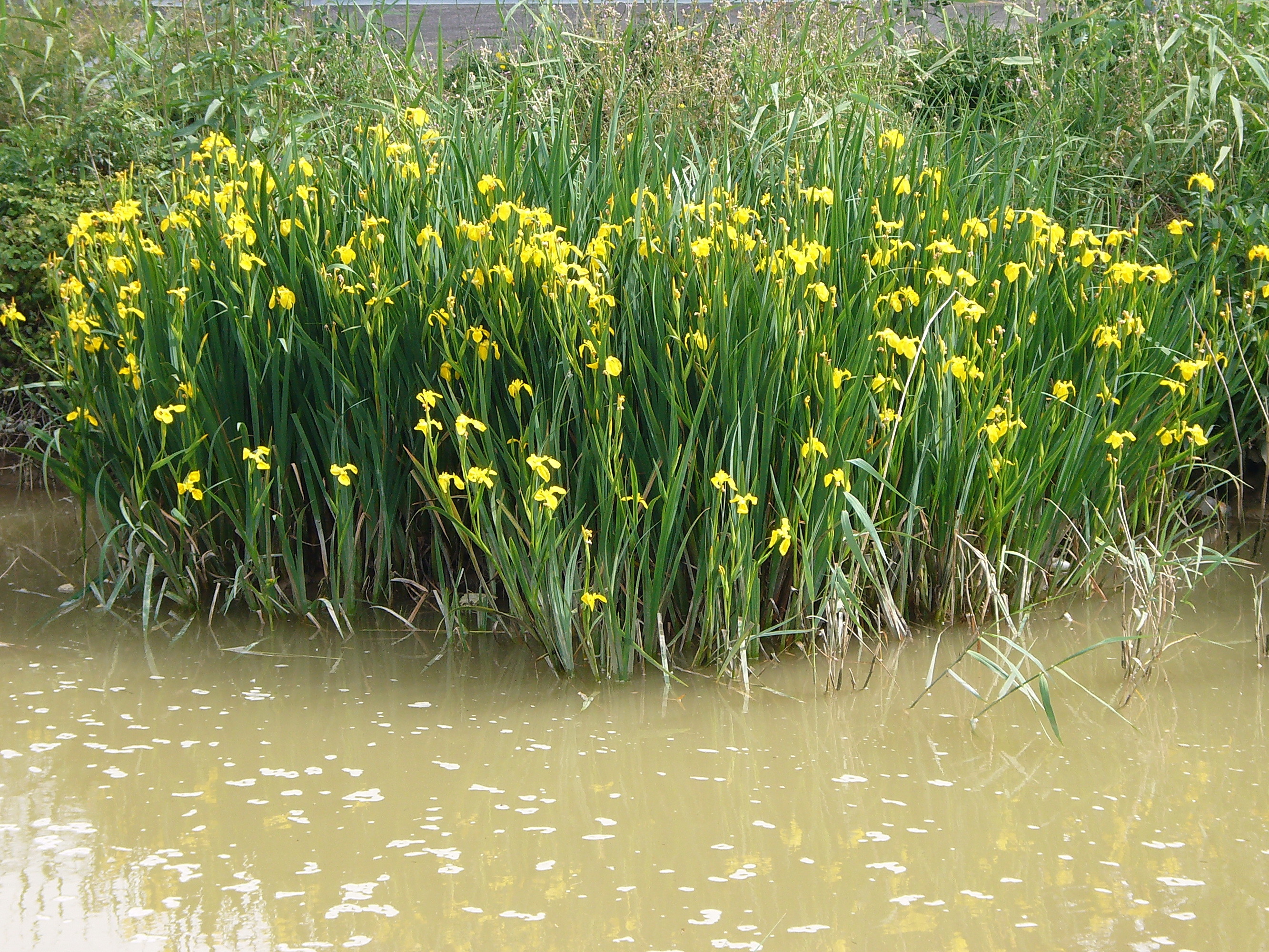 Iris pseudacorus (rights holder: Jos Mara Escolano)