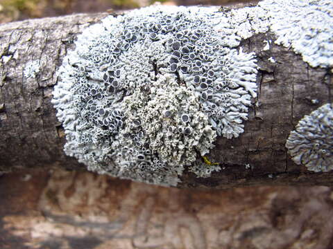 Image of rosette lichen