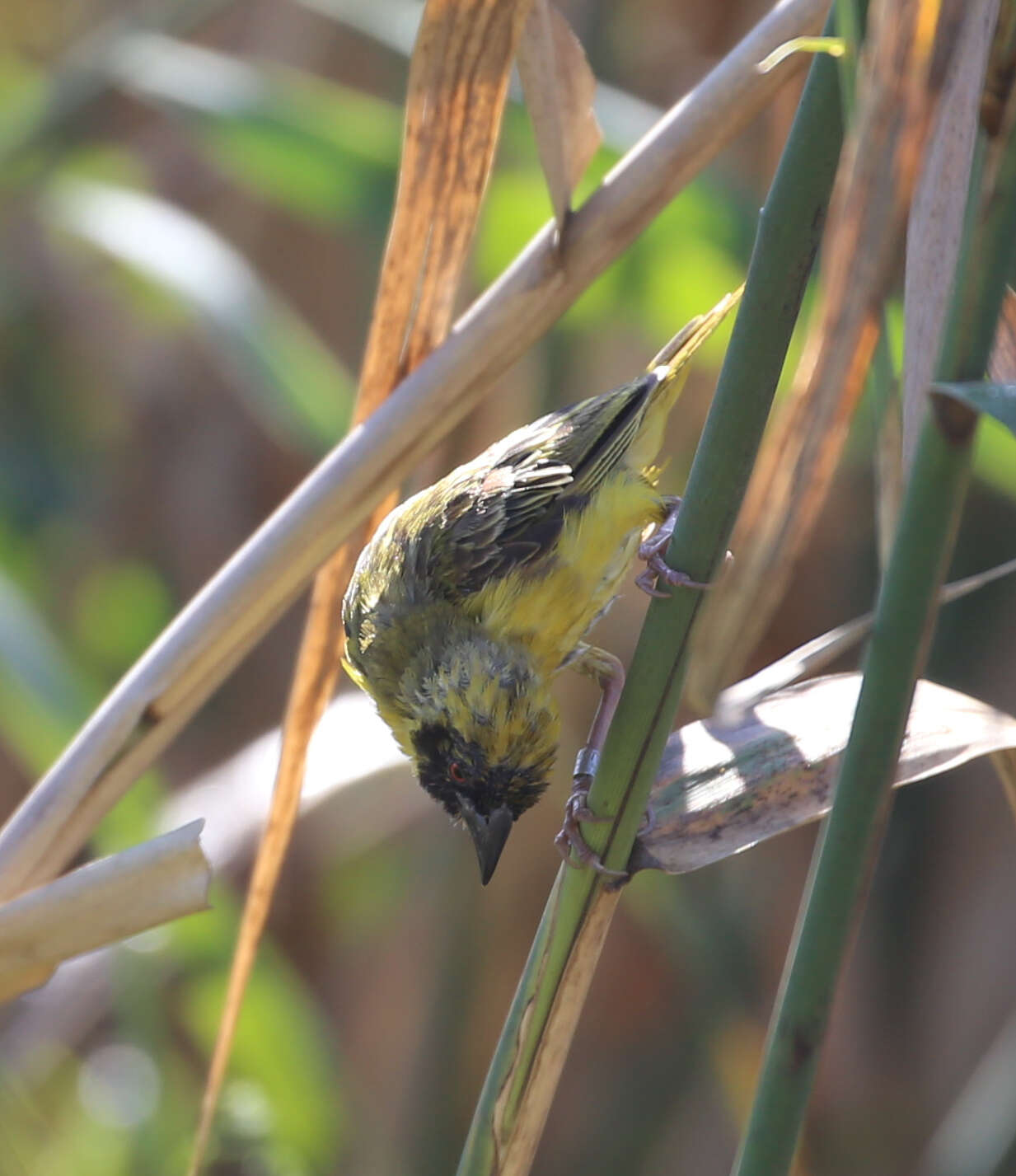 Image of <i>Ploceus velatus tahatali</i>