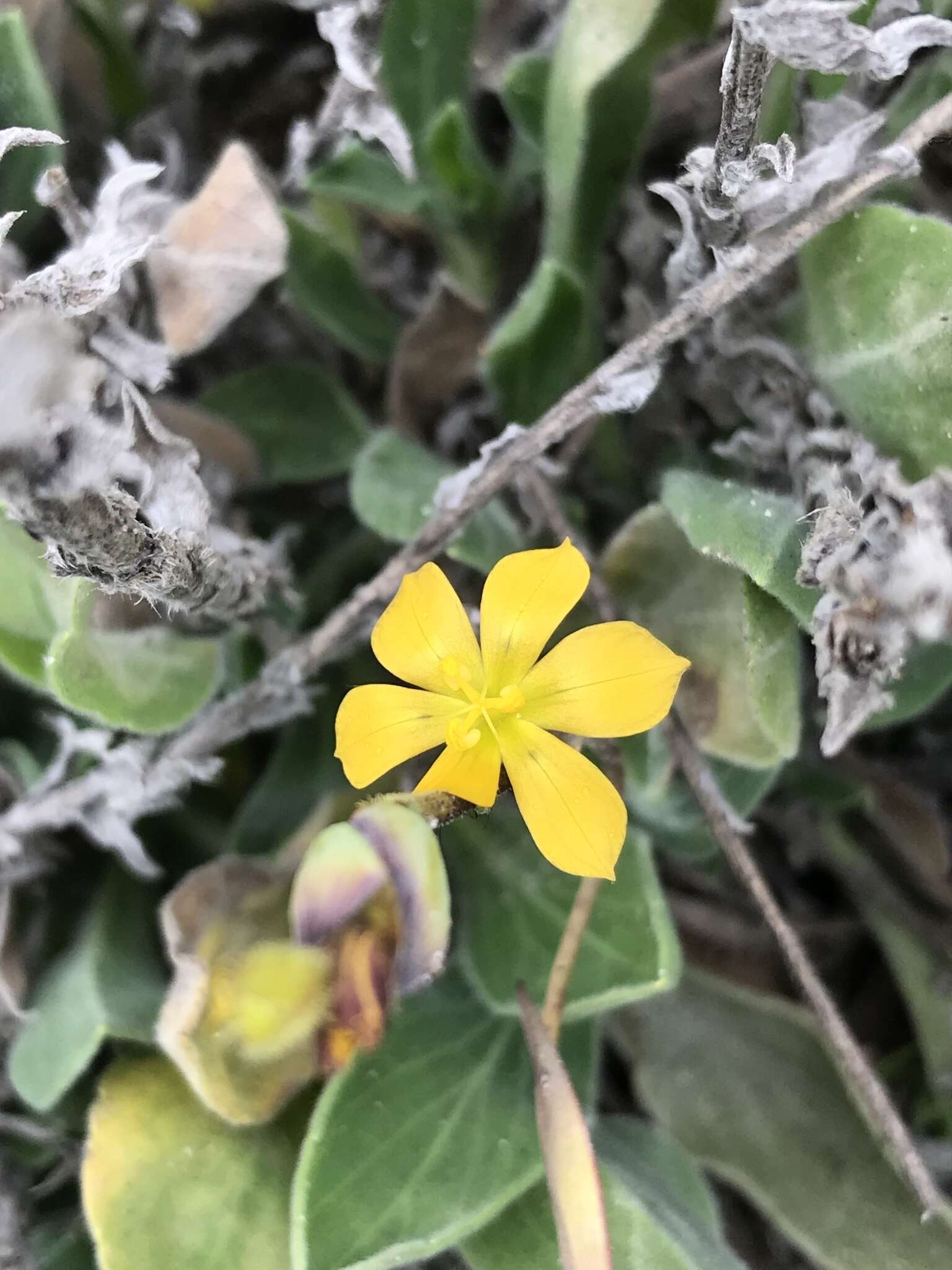 Image of Sisyrinchium arenarium Poepp.