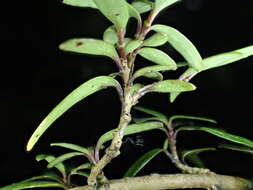 Image de Coprosma colensoi Hook. fil.