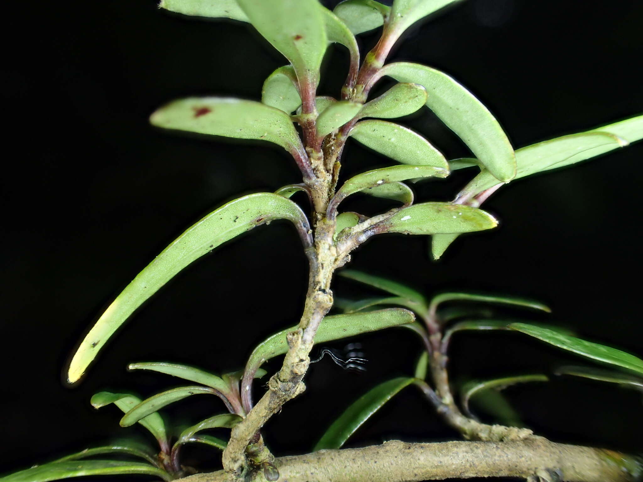 Image de Coprosma colensoi Hook. fil.