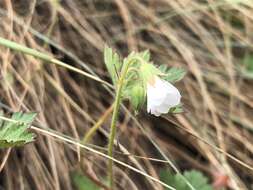 Image of Geranium wakkerstroomianum R. Knuth