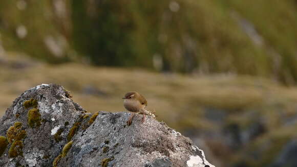 Image of New Zealand Wrens