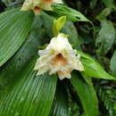 صورة Sobralia tamboana Dodson