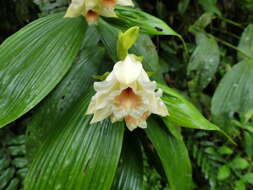 صورة Sobralia tamboana Dodson