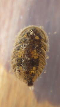Image of Ectopria