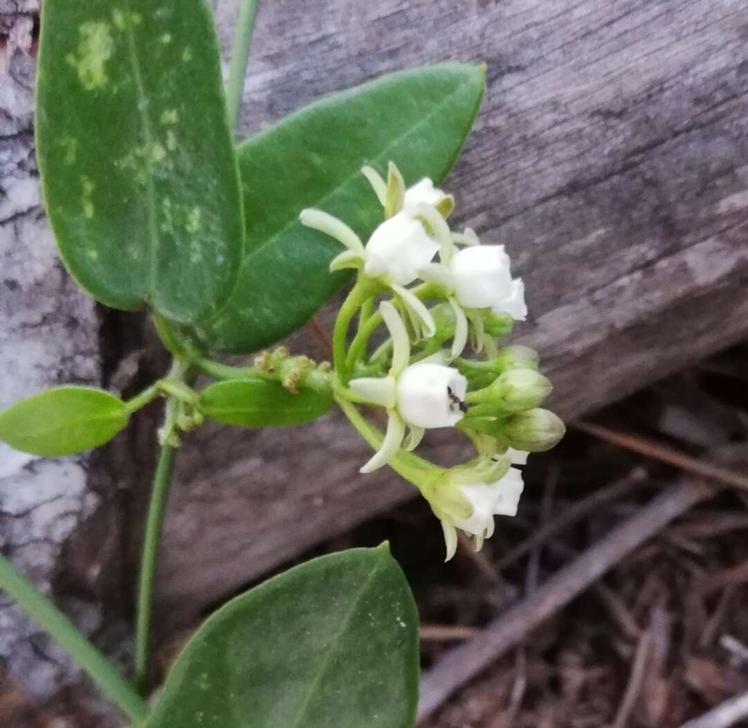 Image of Common dog-wort