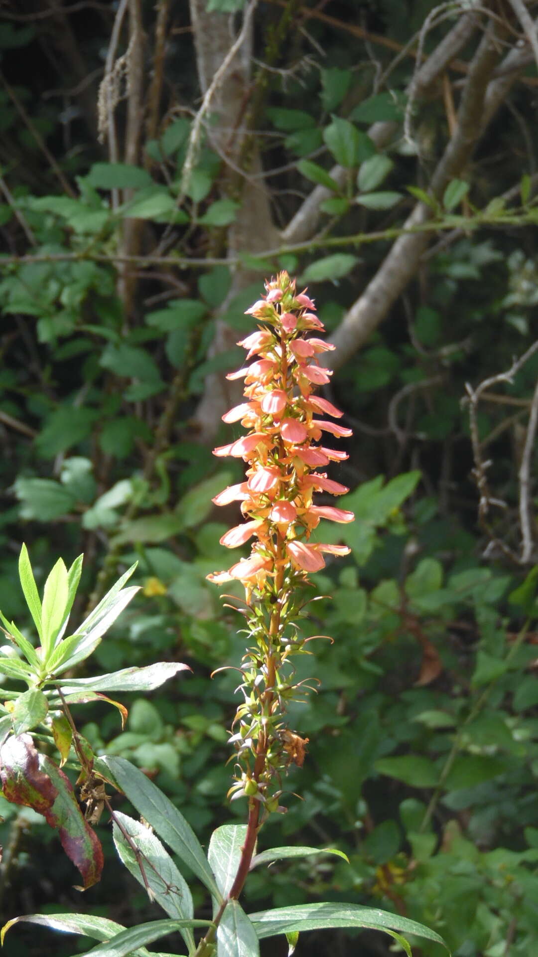 Imagem de Digitalis canariensis L.