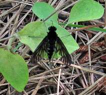 Image of Chrysopilus connexus Johnson 1912