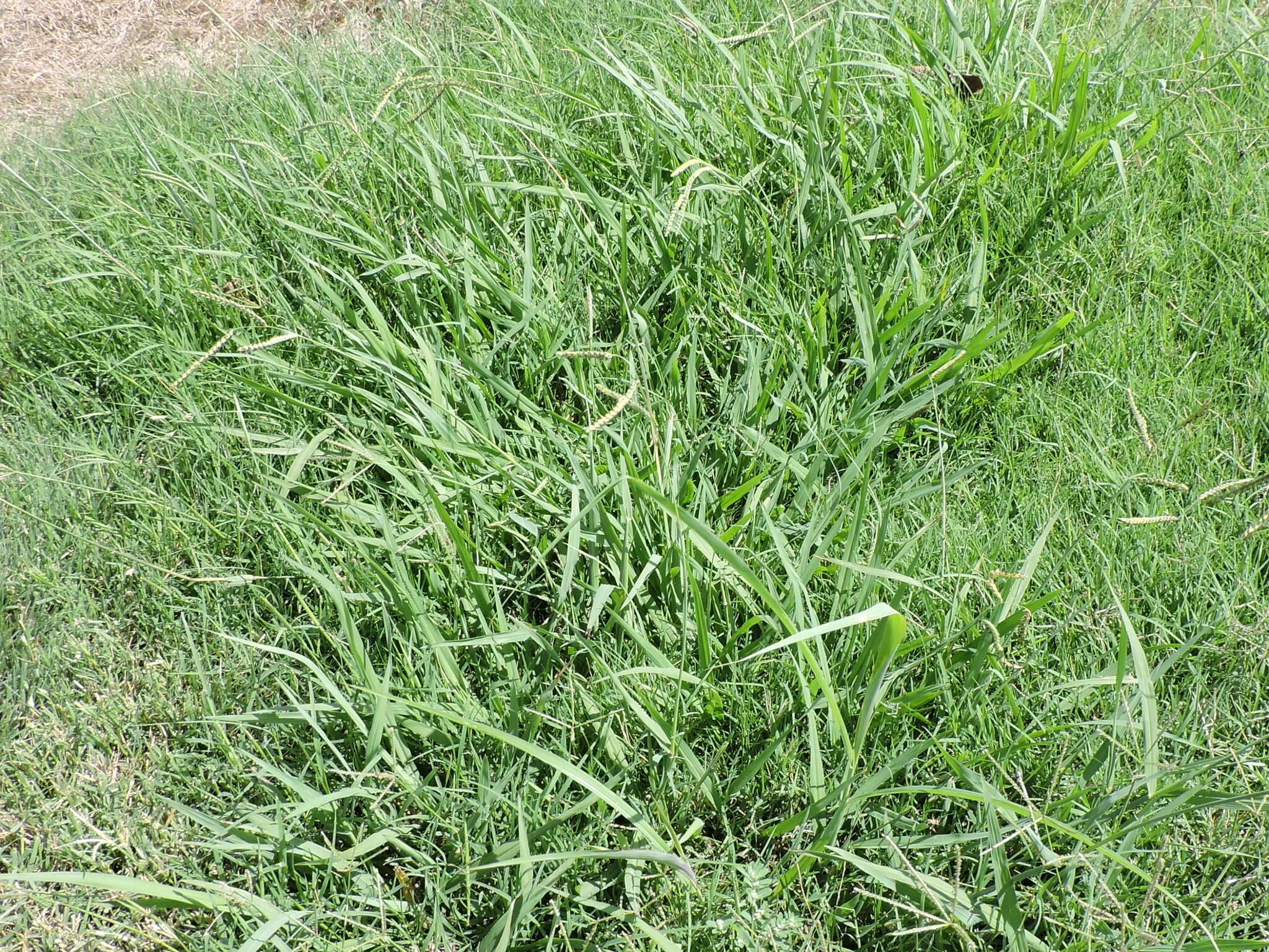 Image of dallisgrass