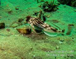 Image of Bluefin Gurnard