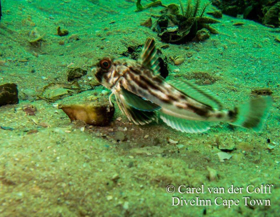 Image of Bluefin Gurnard