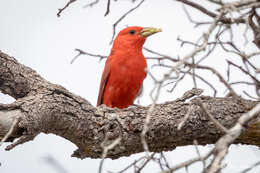 Image of Piranga rubra cooperi Ridgway 1869